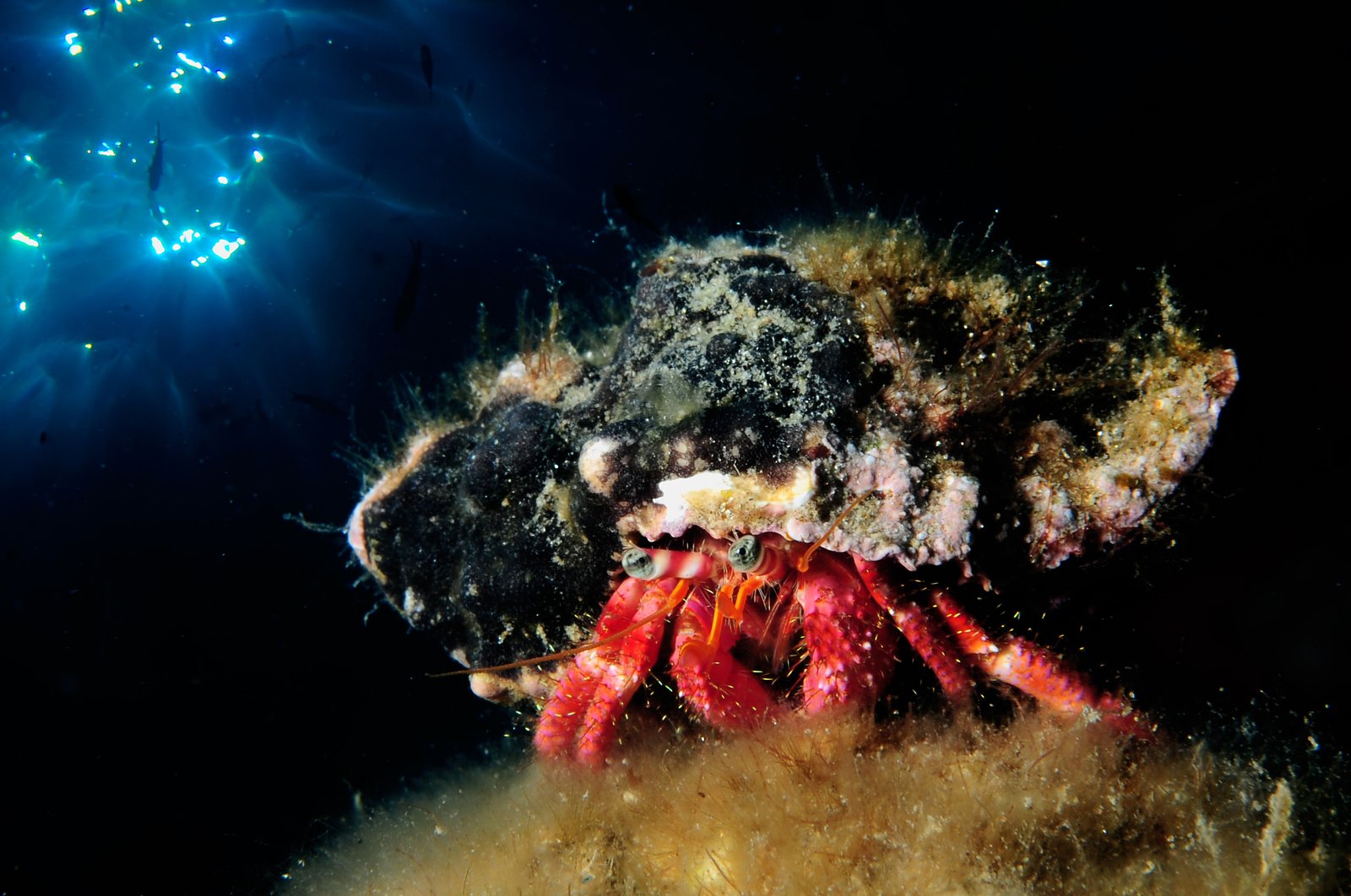 Macro - Fotografia subacquea 2