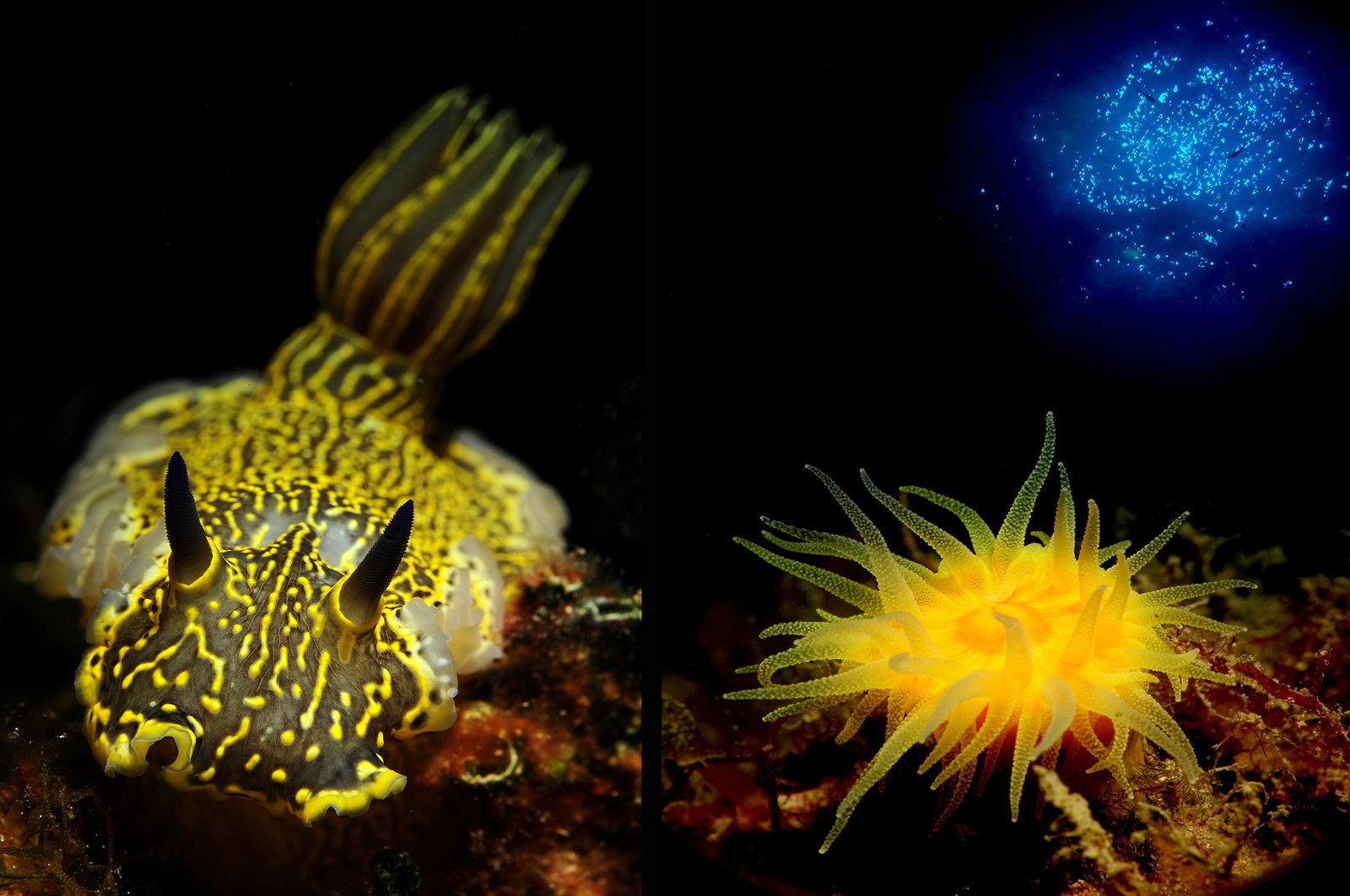 Macro - Fotografia subacquea 7